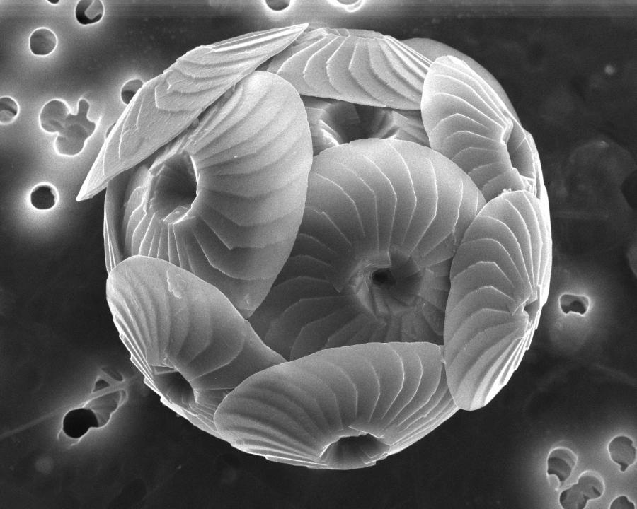 Представитель Семейства Coccolithaceae